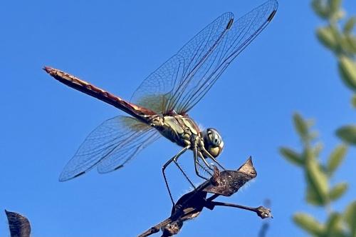 Sympetrum fonscolombii